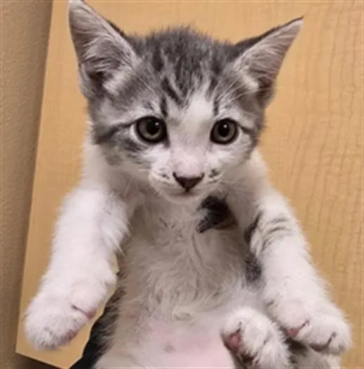 A baby small-sized male Domestic Short Hair cat named Chickpea for adoption in Riverside, CA