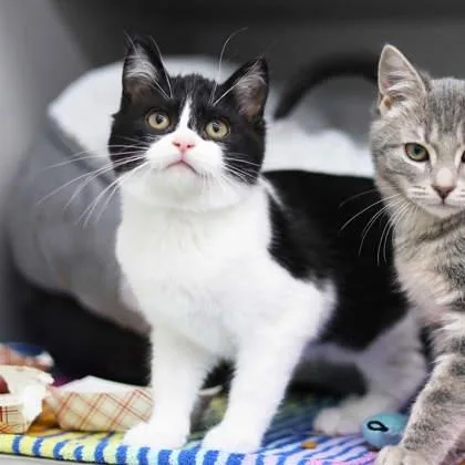 Benedict thumbnail 2