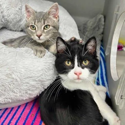 Benedict thumbnail 3