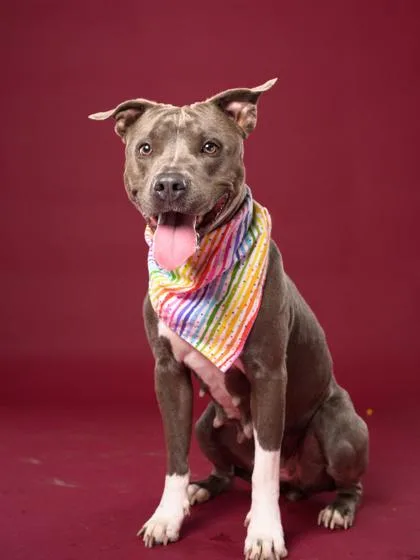 An adult medium-sized female Mixed Breed dog named Lady for adoption in Atlanta, GA