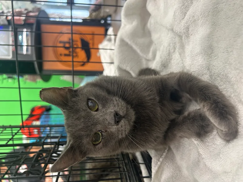 Cappuccino thumbnail 2