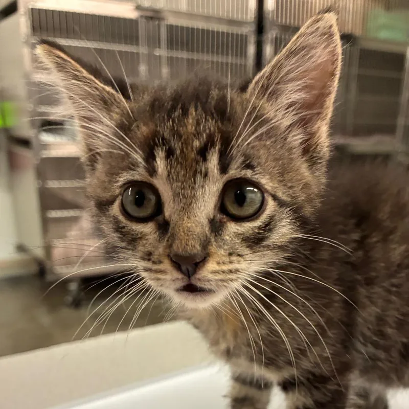 A baby small-sized female Domestic Short Hair cat named Celeste for adoption in Manhattan, KS