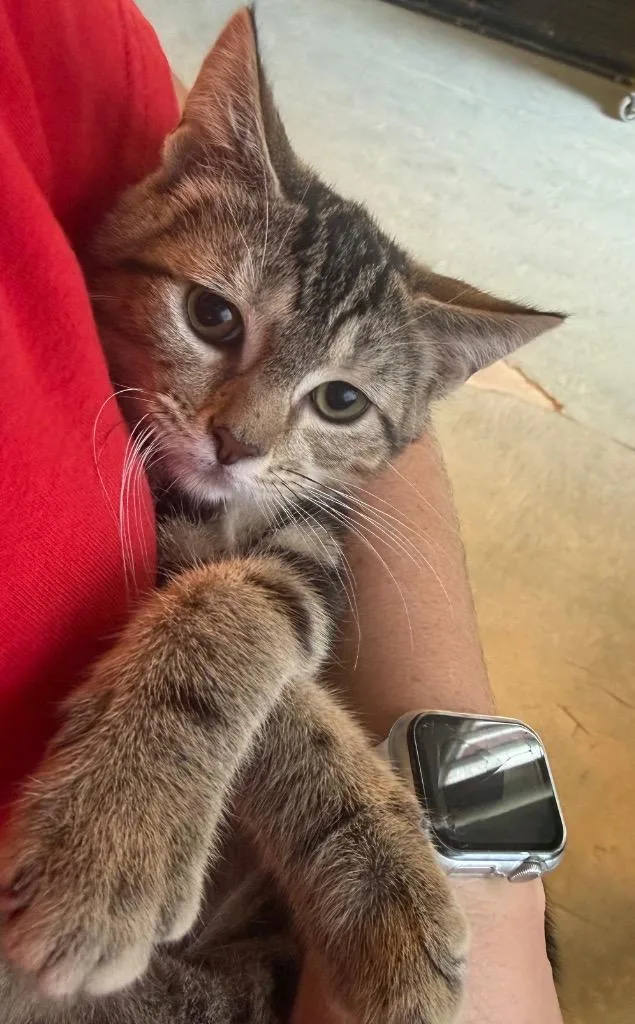 A baby small-sized male Domestic Short Hair cat named Franklin for adoption in Port Jervis, NY