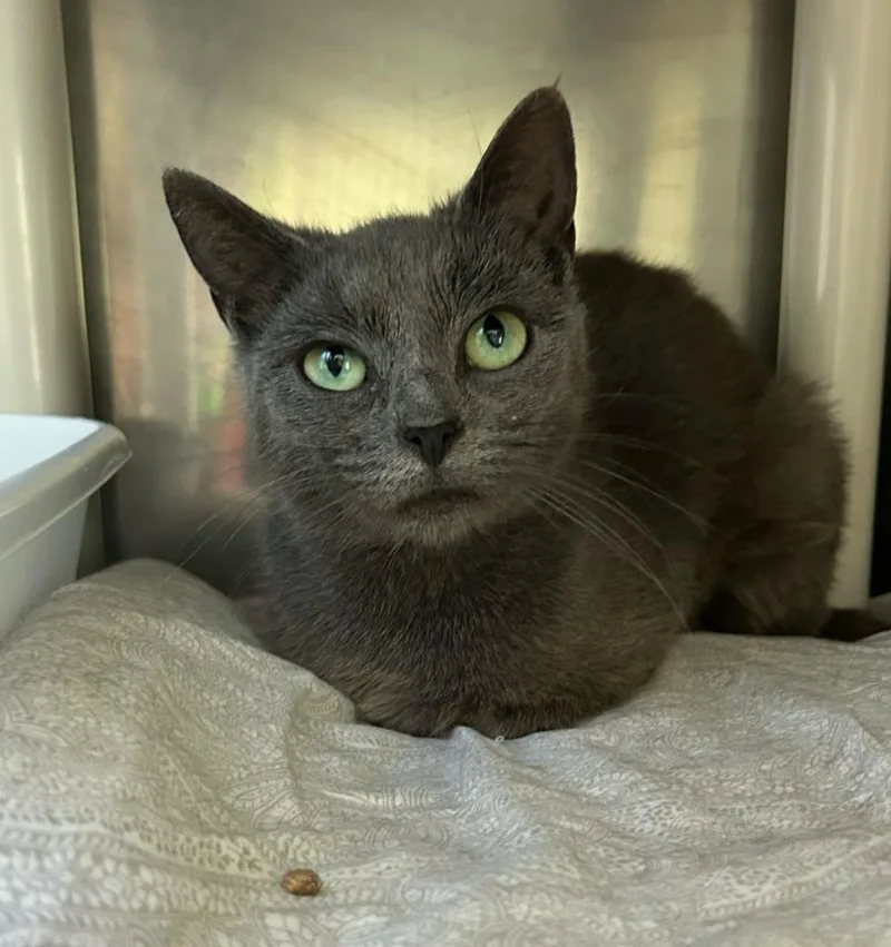 A baby medium-sized female Domestic Short Hair cat named Opal for adoption in Pomona, NY