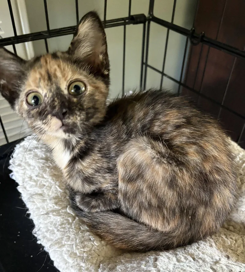 A baby small-sized female Domestic Short Hair cat named Eden for adoption in White Bluff, TN