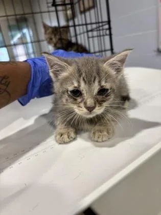 An adult small-sized female Domestic Short Hair cat named Cove for adoption in Cincinnati, OH