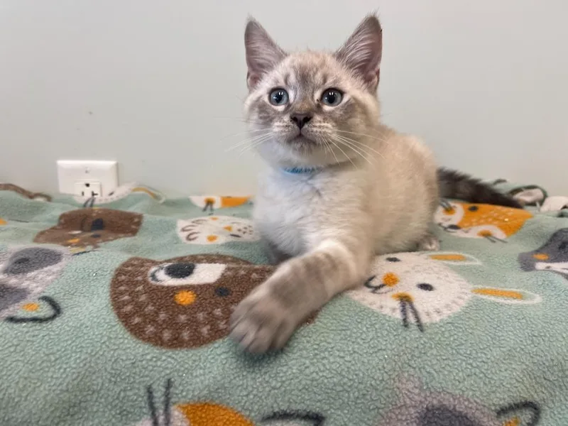 A baby medium-sized male Seal Point Domestic Short Hair cat named Dr. Robby for adoption in Chestertown, MD