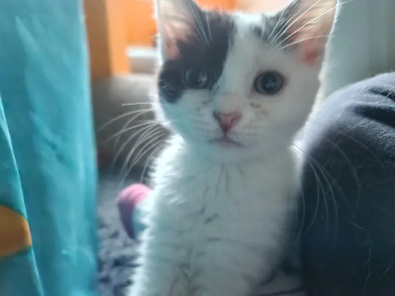 A baby medium-sized female Domestic Medium Hair cat named Winnie for adoption in Brainardsville, NY