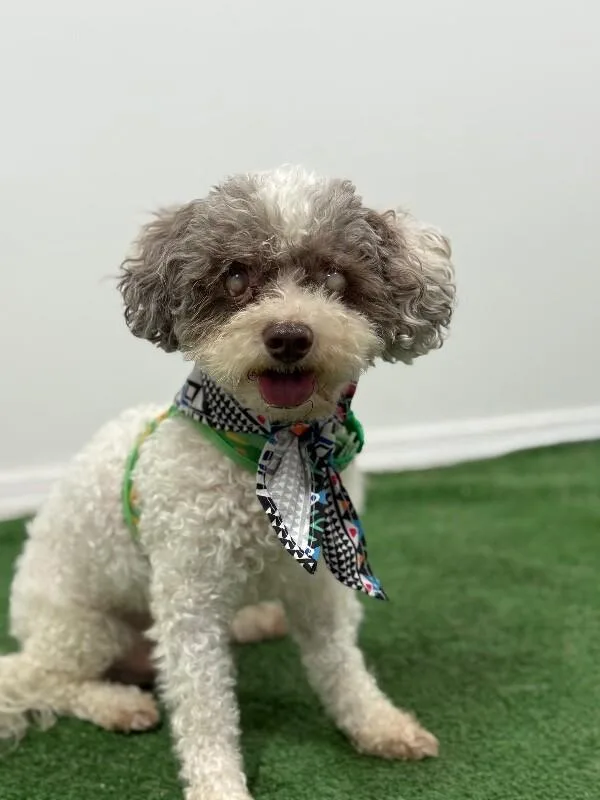 A senior small-sized male White / Cream Poodle dog named Bailey for adoption in Carlsbad, CA