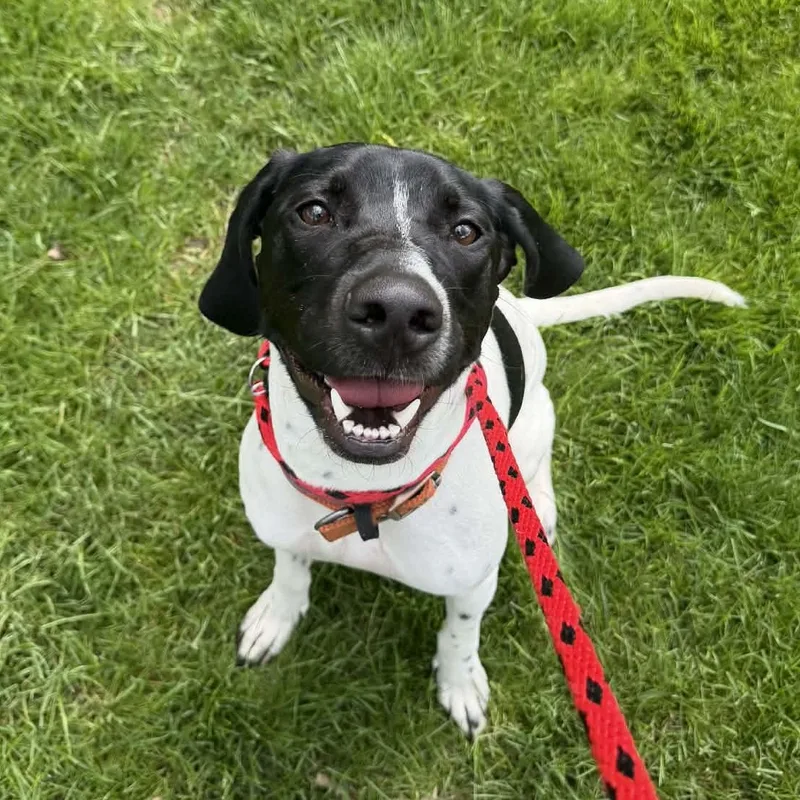 A young medium-sized female Black English Pointer dog named Otis for adoption in Parma, OH