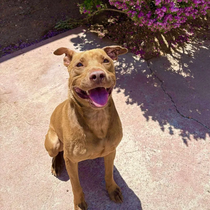 Jackson  Paws thumbnail 2