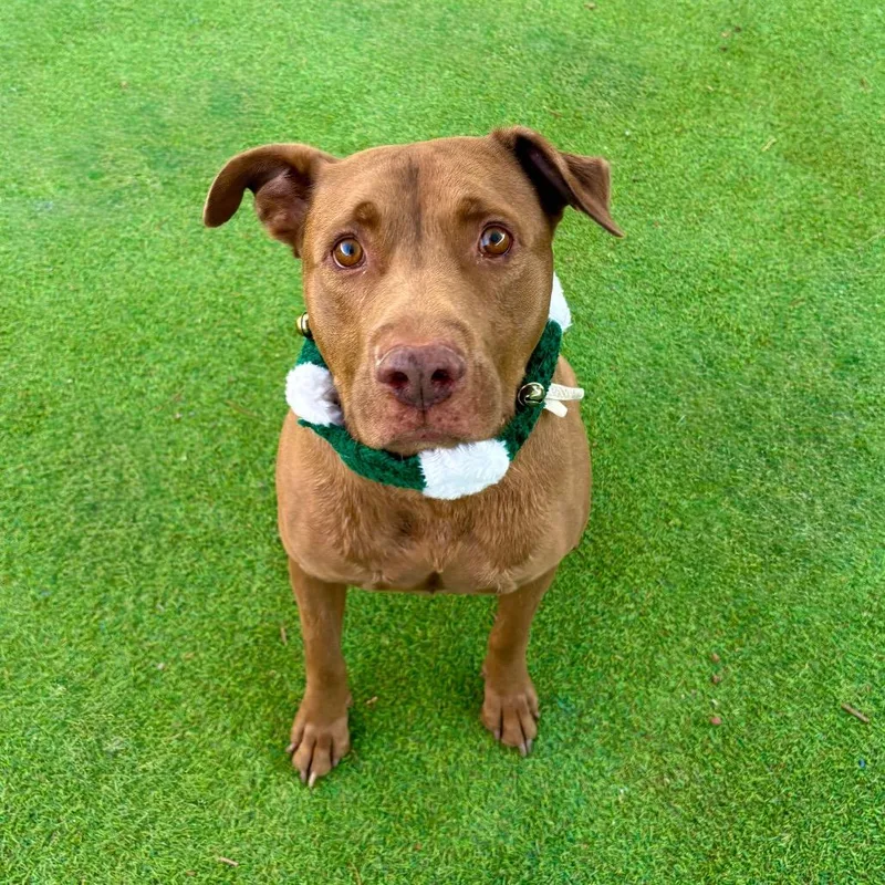 Jackson  Paws thumbnail 3