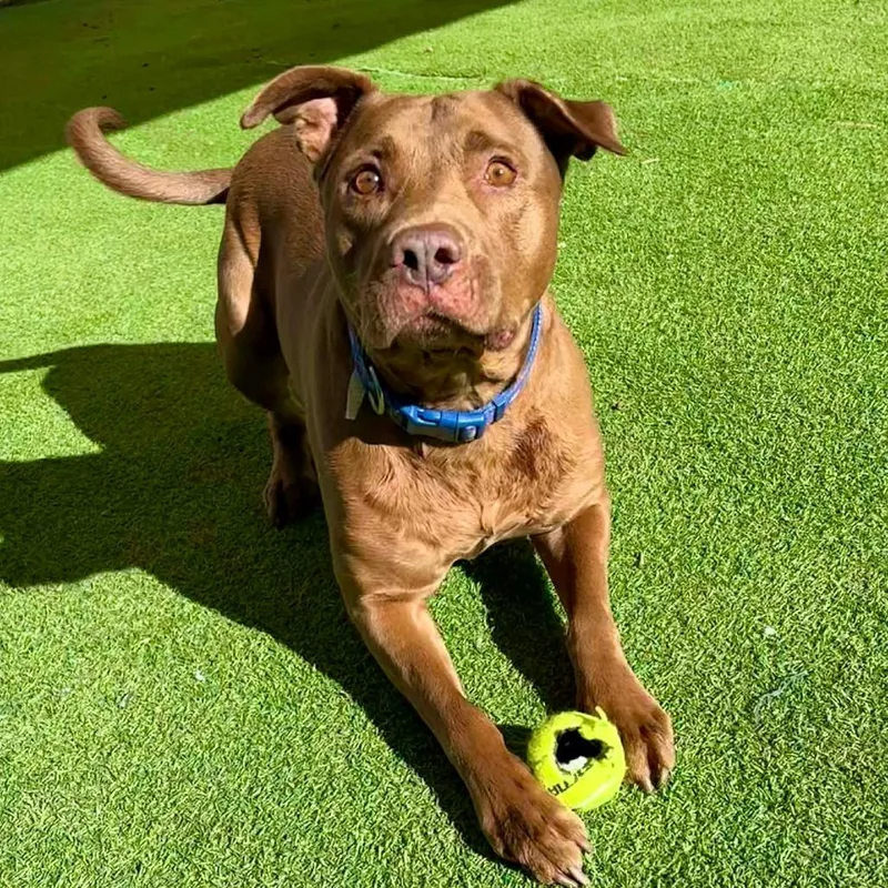 Jackson  Paws thumbnail 4