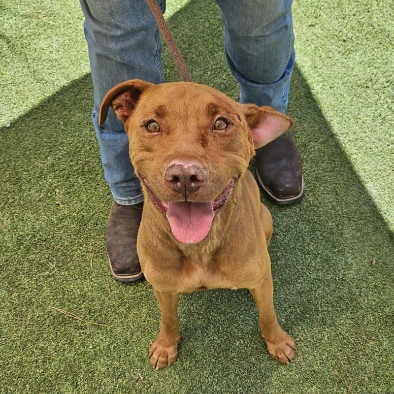 Jackson  Paws thumbnail 5