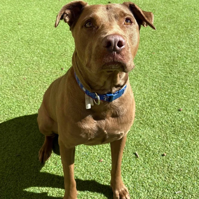 Jackson  Paws thumbnail 6