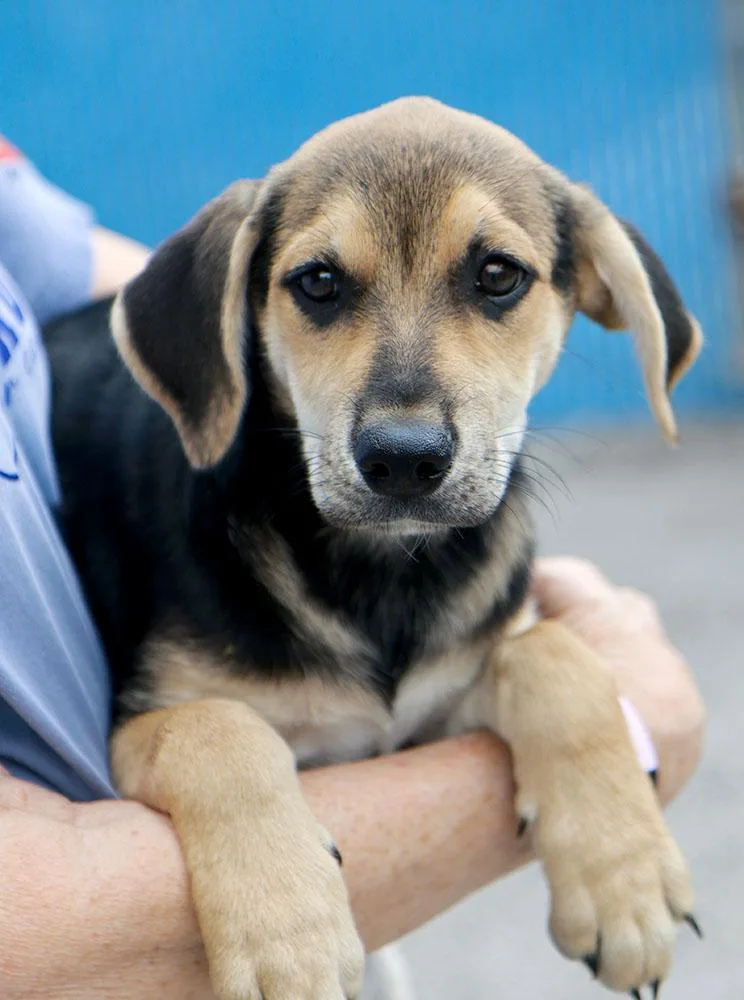 A baby large-sized female Labrador Retriever dog named Lady Whistledown for adoption in Kansas City, KS
