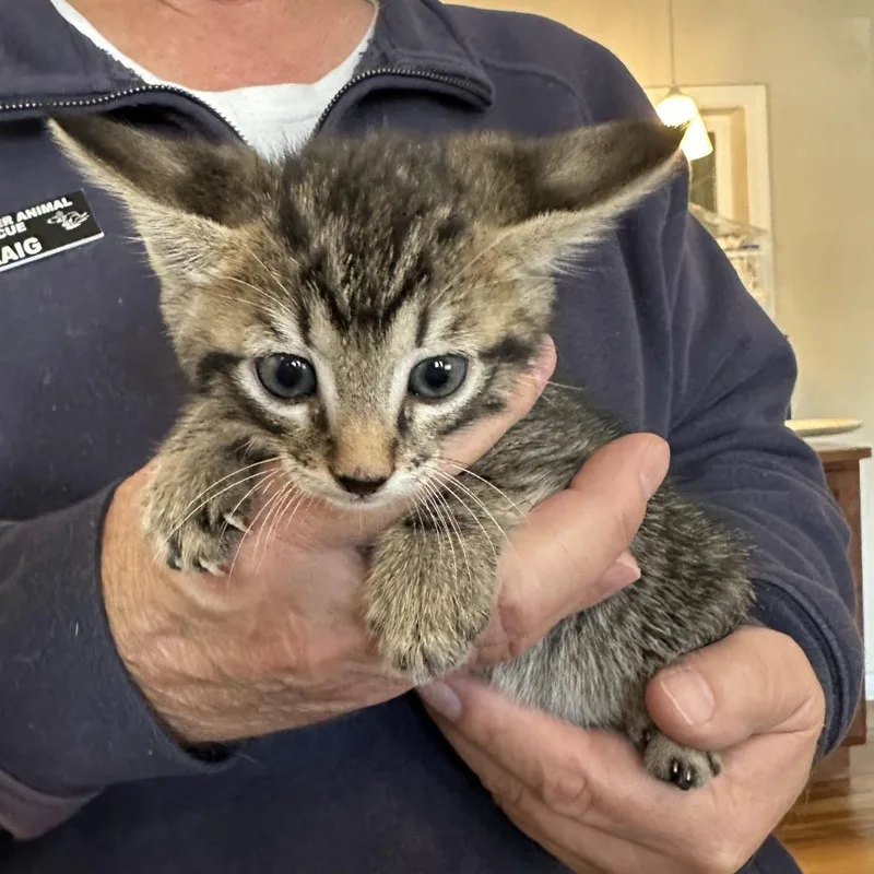 A baby small-sized female Brown / Chocolate Domestic Short Hair cat named Daisy May for adoption in Priest River, ID