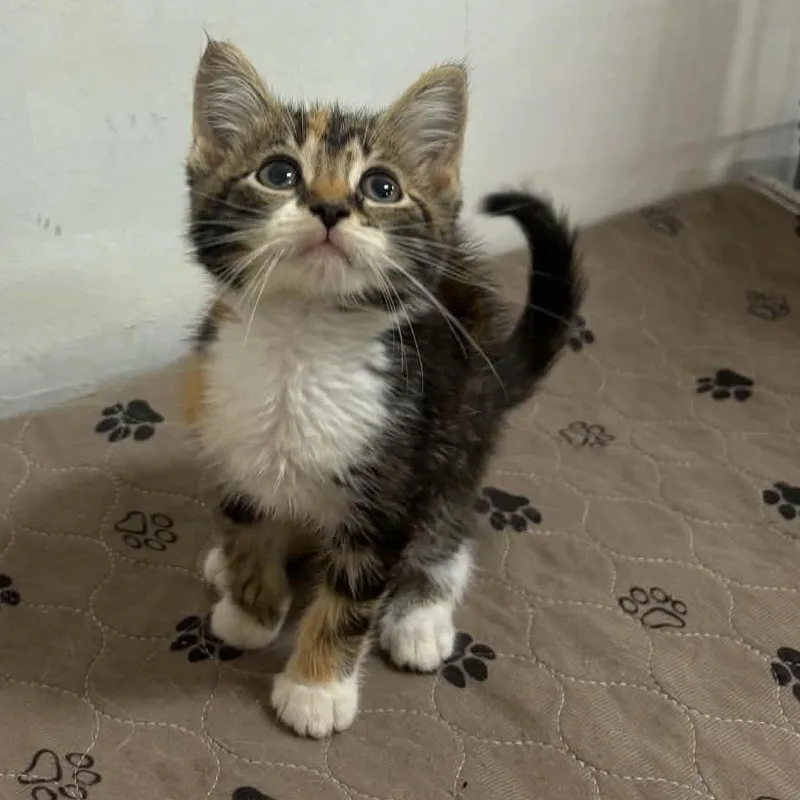 A baby small-sized female Calico Domestic Short Hair cat named Misti for adoption in Clairton, PA