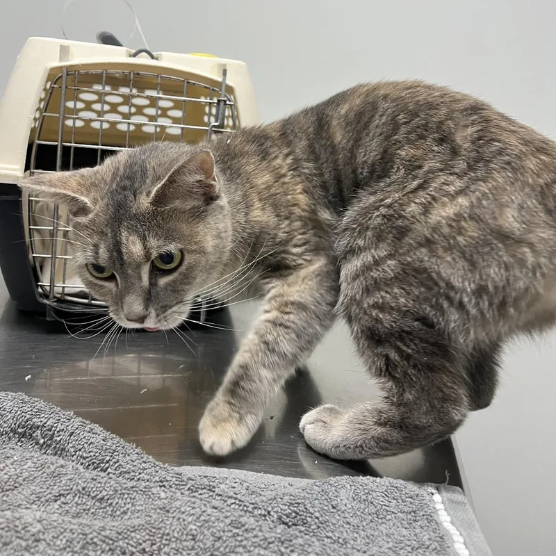 An adult medium-sized female Gray / Blue / Silver Domestic Short Hair cat named Pepper for adoption in Fairfax Station, VA
