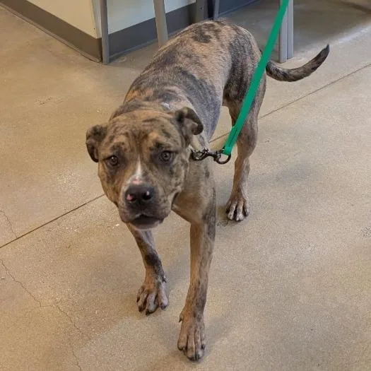 A young large-sized female Brown / Chocolate Pit Bull Terrier dog named Looseal for adoption in Baltimore, MD