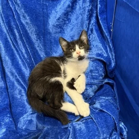 A baby medium-sized male Extra-Toes Cat / Hemingway Polydactyl cat named Dash for adoption in Gainesville, FL