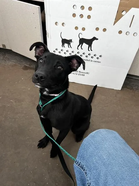 A young large-sized female Mixed Breed dog named Donnie for adoption in Dallas, TX