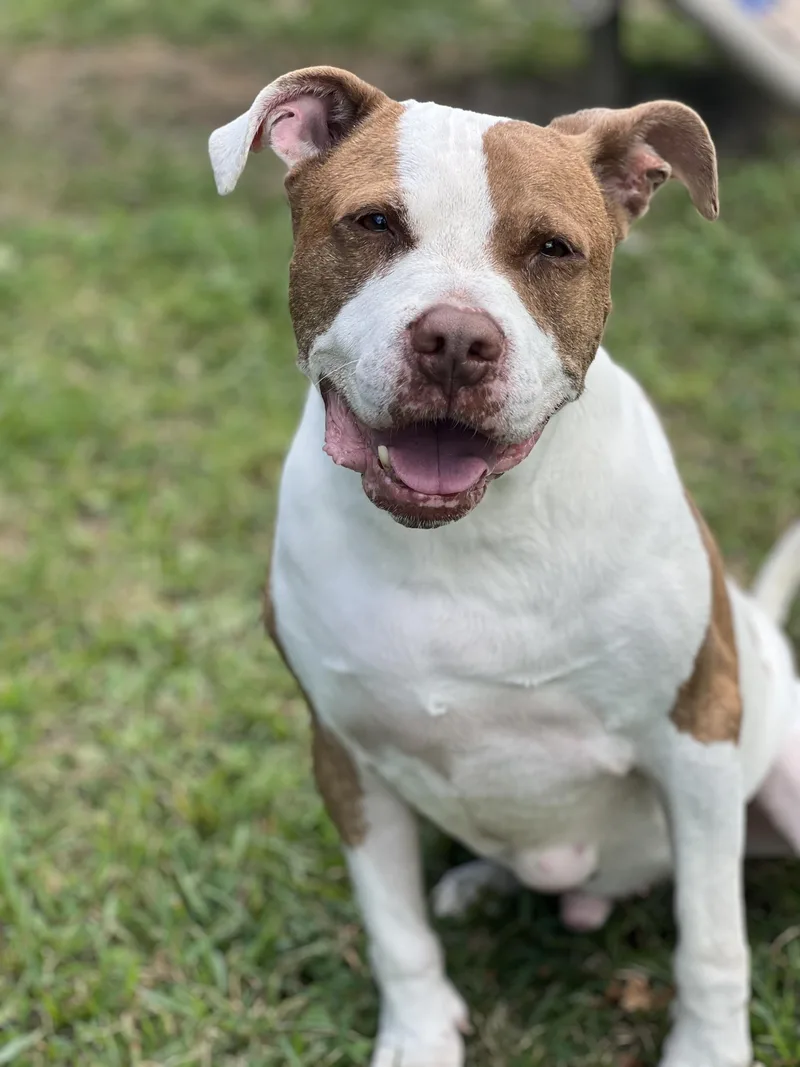 An adult medium-sized male Golden Pit Bull Terrier dog named Charlie for adoption in Yonkers, NY