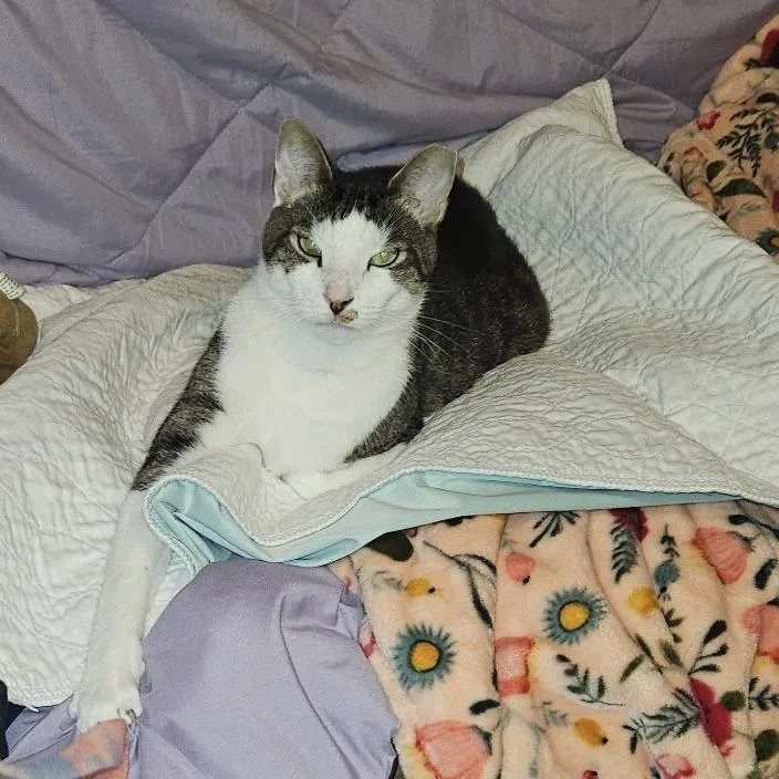 A senior large-sized male White Domestic Short Hair cat named Tiger Boy for adoption in Boston, MA