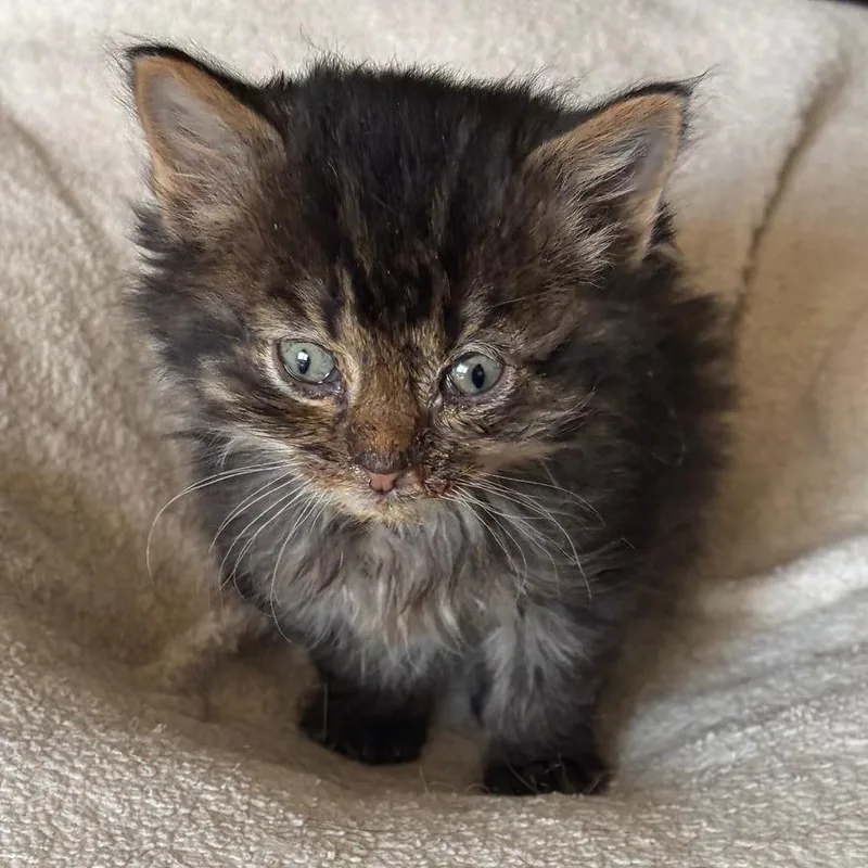 A baby small-sized male Brown / Chocolate Domestic Medium Hair cat named Tiger C for adoption in Princeton, MN
