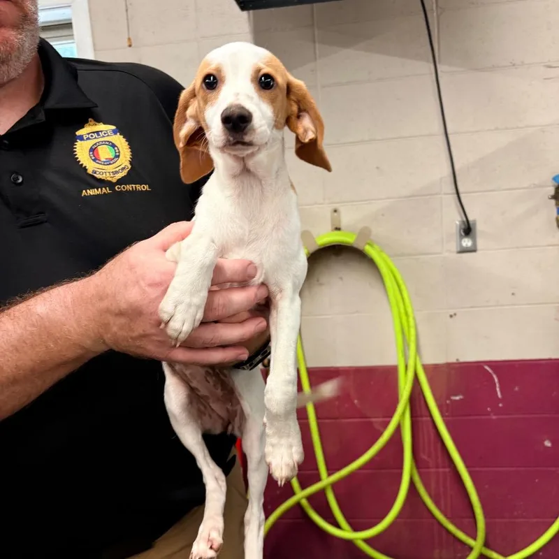 A baby small-sized female Yellow / Tan / Blond / Fawn Mixed Breed dog named Rachel for adoption in Saint Louis, MO