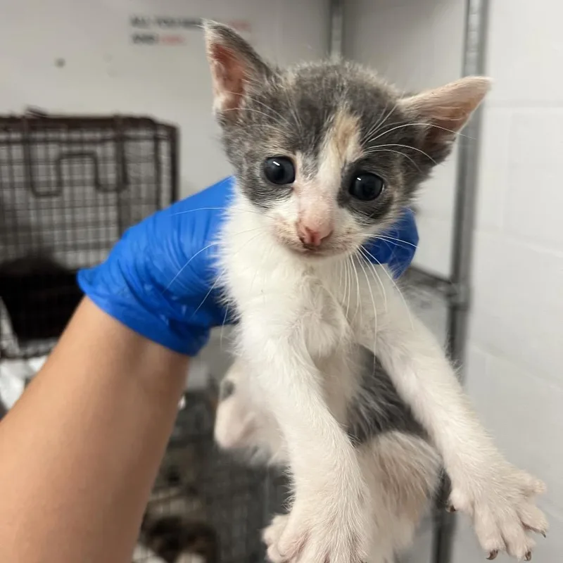 A baby small-sized female Domestic Short Hair cat named Meow Mix for adoption in Edinburg, TX