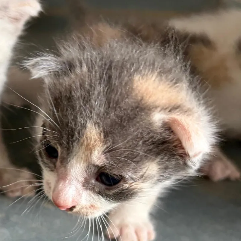Meow Mix thumbnail 2