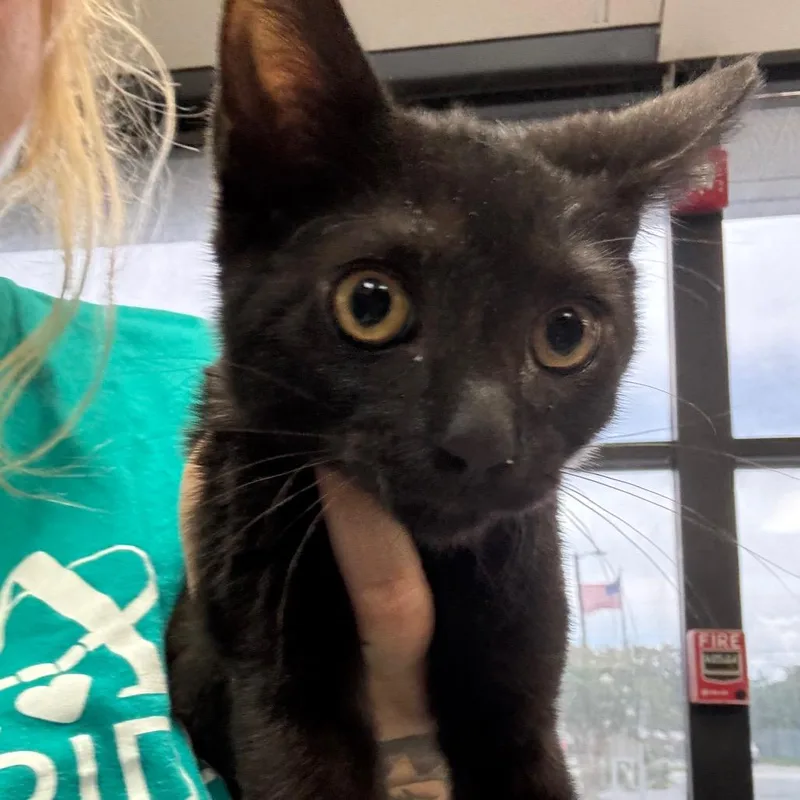 A baby small-sized male Black Domestic Short Hair cat named Devens for adoption in Lakeland, FL