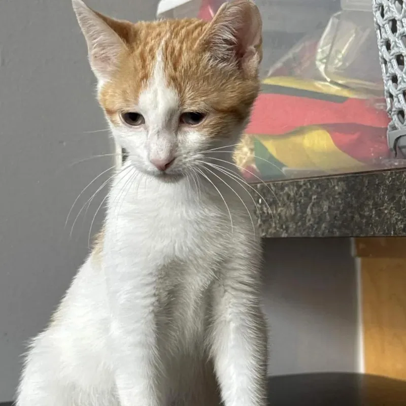 A baby small-sized male Orange & White Domestic Short Hair cat named Gabe for adoption in Weehawken, NJ