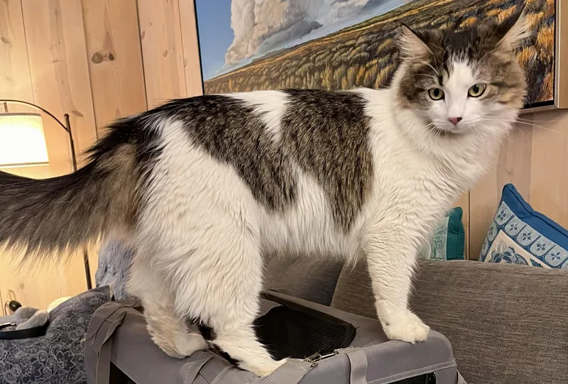 A young large-sized male Domestic Long Hair cat named Oreo for adoption in Albuquerque, NM