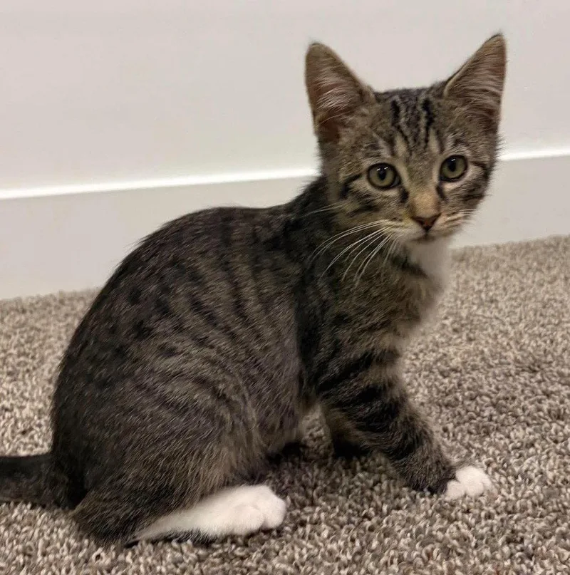 A baby small-sized male Tabby cat named Moose for adoption in Saint George, UT