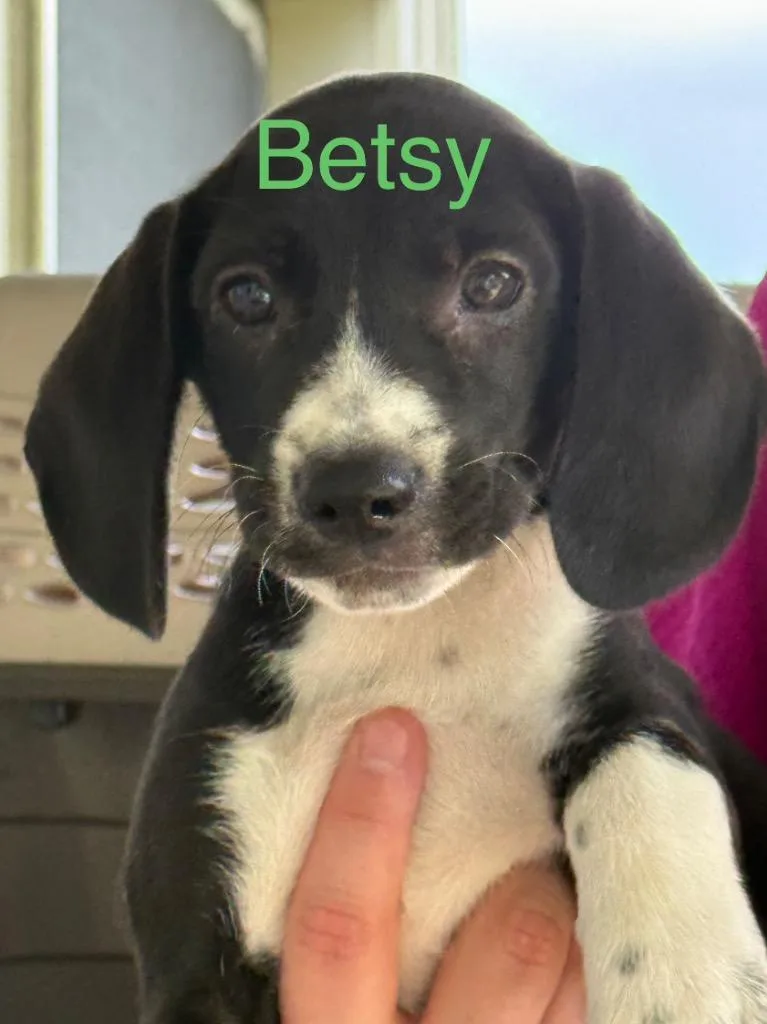 A baby medium-sized female Hound dog named Betsy for adoption in Saint Francisville, LA