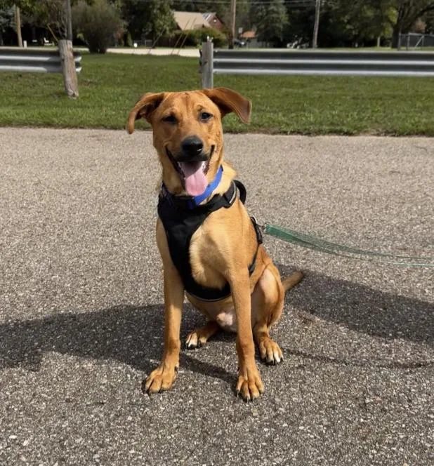 A young large-sized male German Shepherd Dog dog named Jasper for adoption in Bloomfield Hills, MI