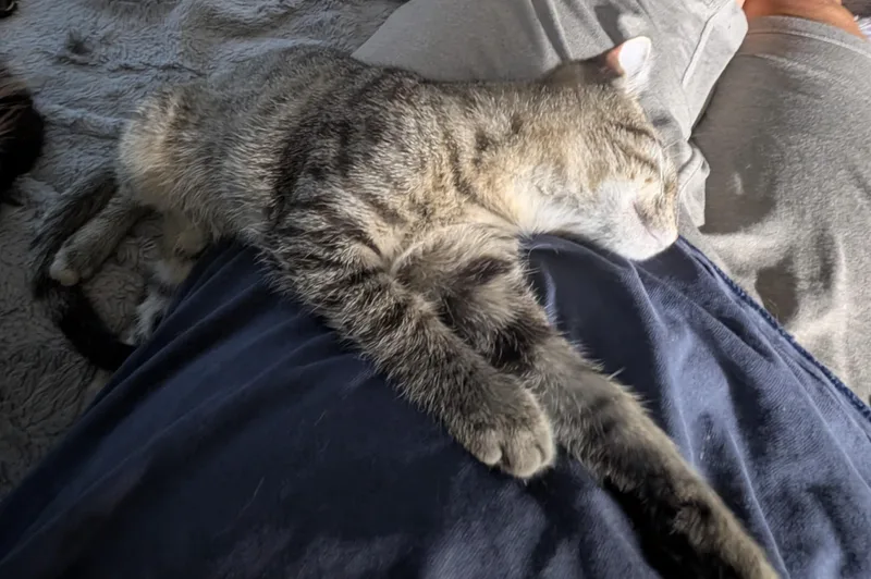 A baby medium-sized male Tabby (Brown / Chocolate) Domestic Short Hair cat named Flint for adoption in Lincoln, NE