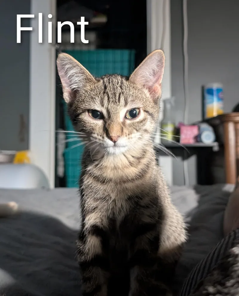Flint thumbnail 4