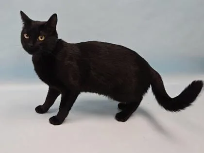 An adult small-sized female Domestic Short Hair cat named Princess Roxy for adoption in Coon Rapids, MN