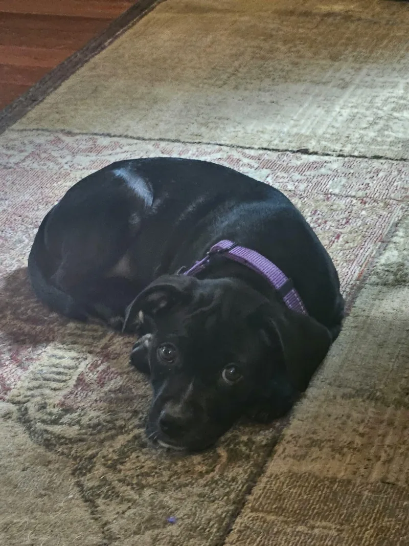 Molly