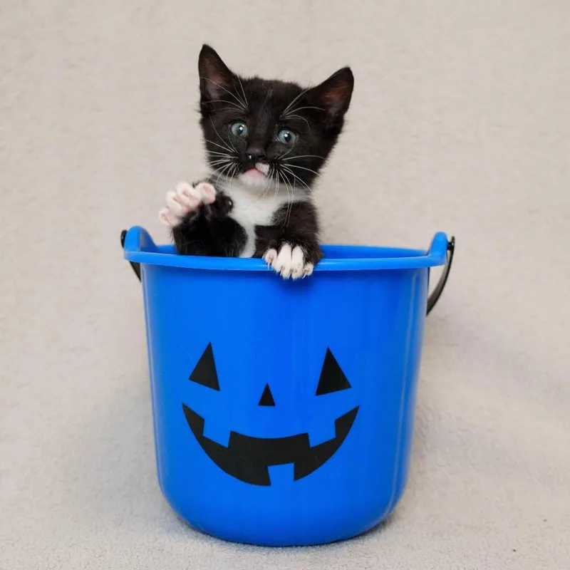 A baby small-sized male Black Domestic Short Hair cat named Taffy for adoption in Sunnyvale, CA