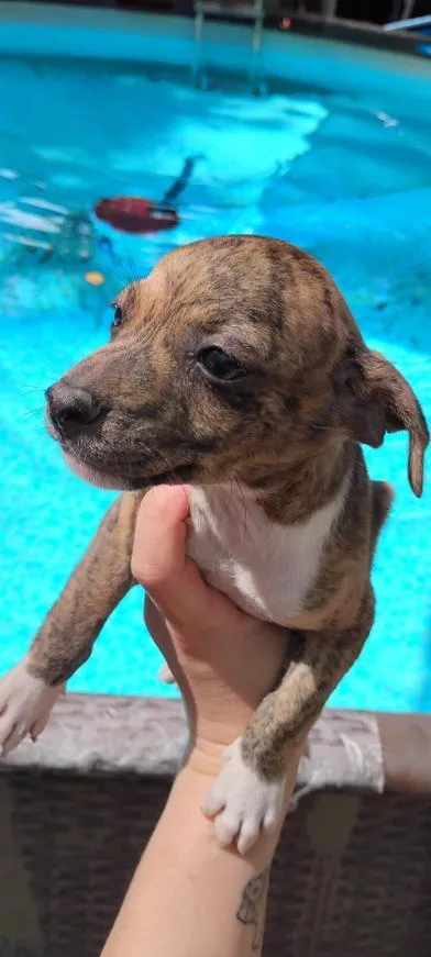 A baby small-sized male Brindle Chihuahua dog named Frodo for adoption in Liverpool, TX