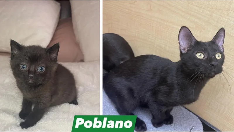 Poblano thumbnail 6