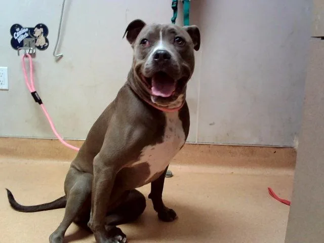 An adult large-sized female Pit Bull Terrier dog named Ahsoka for adoption in Martinez, CA