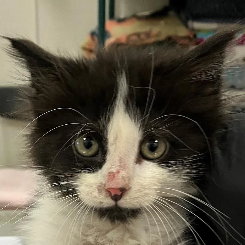 A baby small-sized female Black Domestic Medium Hair cat named Janet for adoption in Las Cruces, NM