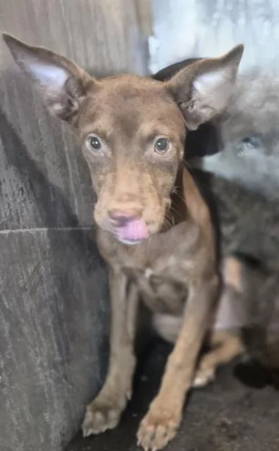 A baby small-sized female American Staffordshire Terrier dog named Shakira for adoption in San Antonio, TX