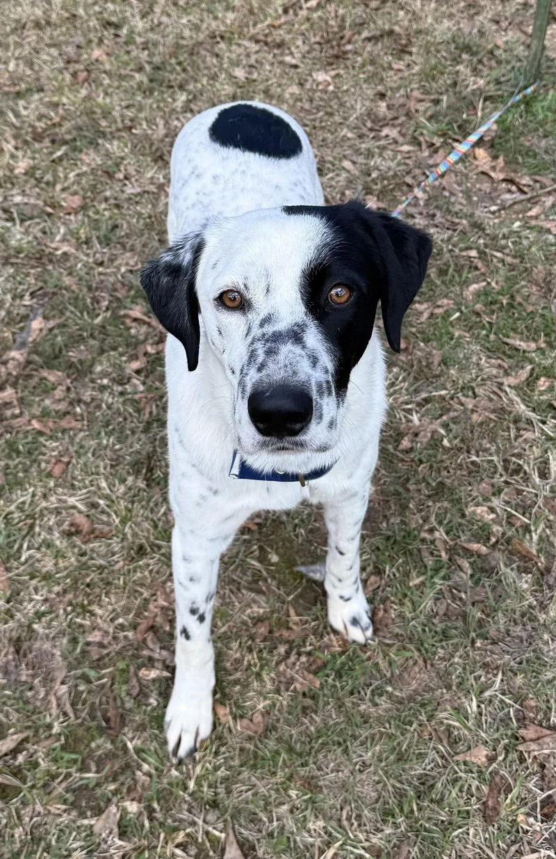 A young medium-sized male Pointer dog named Spec for adoption in Attalla, AL