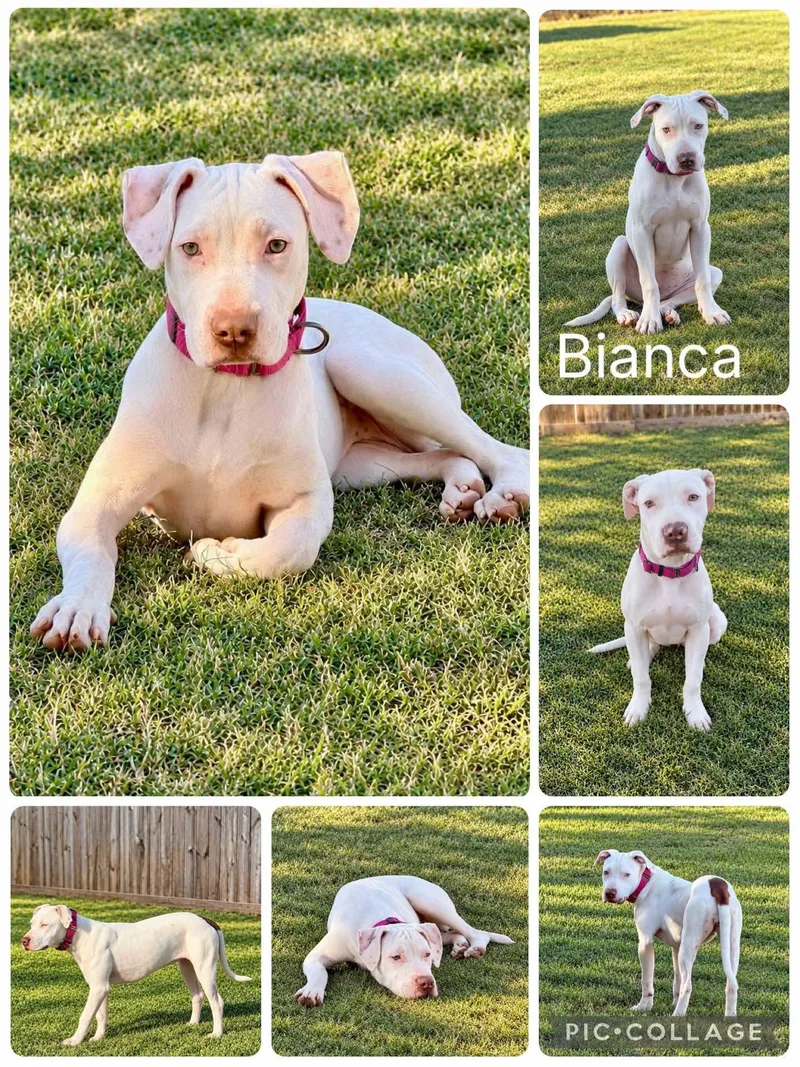 A young medium-sized male White / Cream Labrador Retriever dog named Bianca for adoption in Enterprise, AL